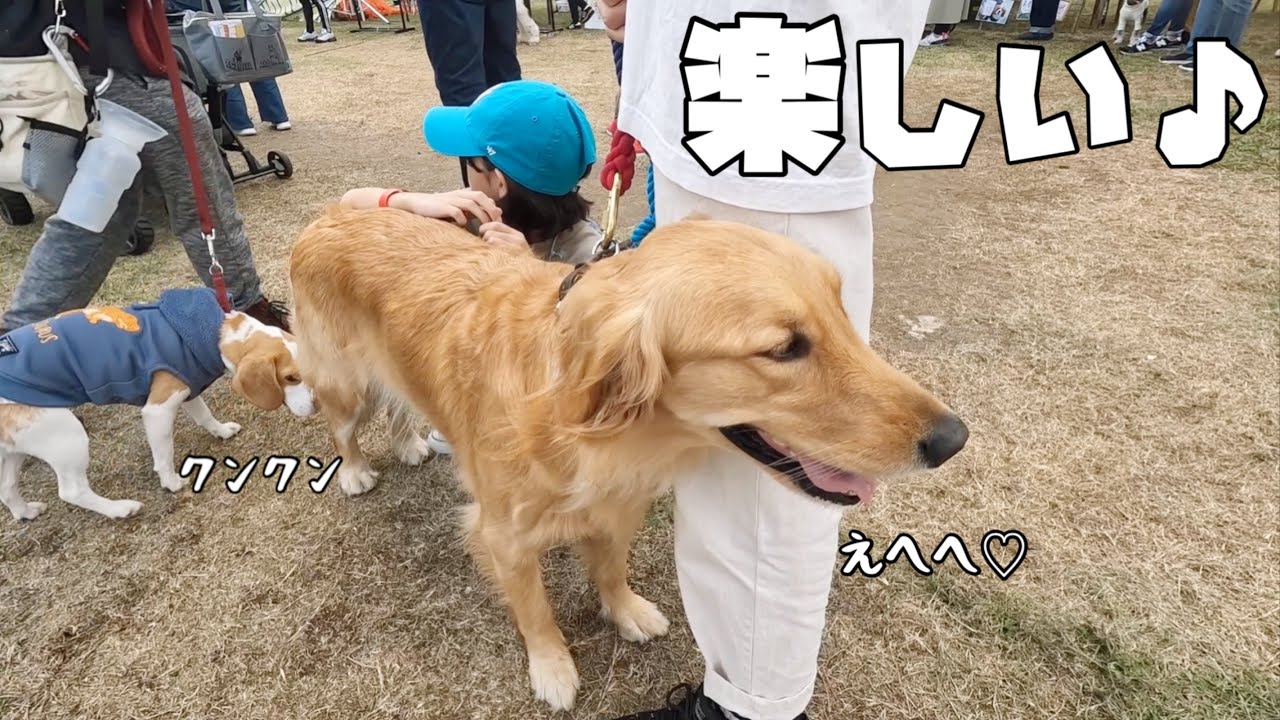 【犬CAMP 後編】初めてのドッグフェス「わんだふる」を楽しむゴールデンレトリバー
