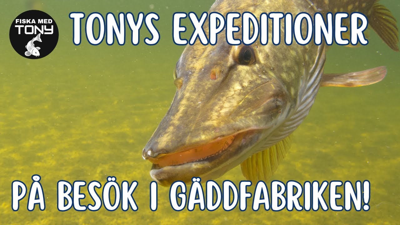 På besök i Gäddfabriken!