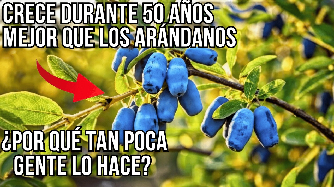 7 Veces Más Antioxidantes Que Los Arándanos. Sobrevive -47°C. ¿Por Qué Nadie Te Lo Dijo?