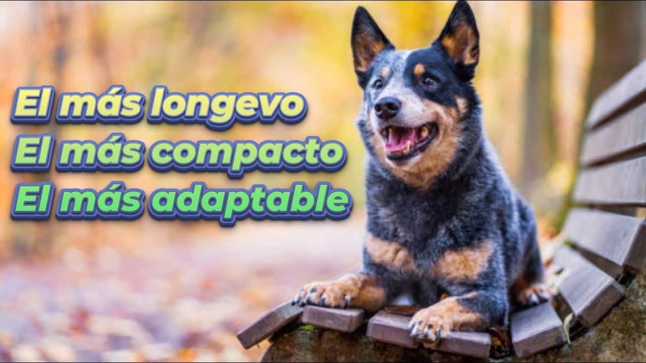 Boyero Australiano Evaluación A Tu Compañero En La Supervivencia