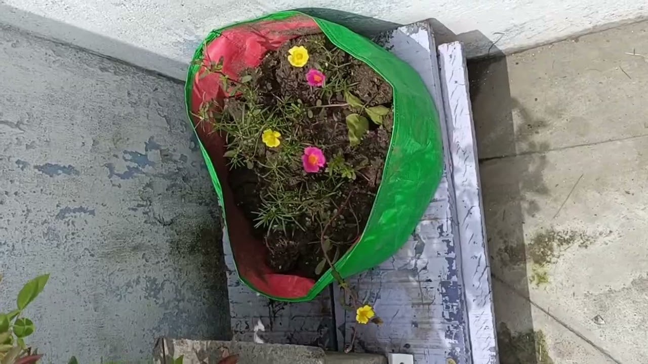 Mere terrace garden ki journey