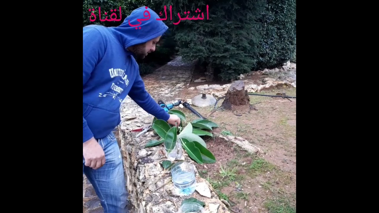 طريقه زراعه شجره المطاط او الكاوتشوك او الفلكسHow to grow a rubber tree, rubber, or flex