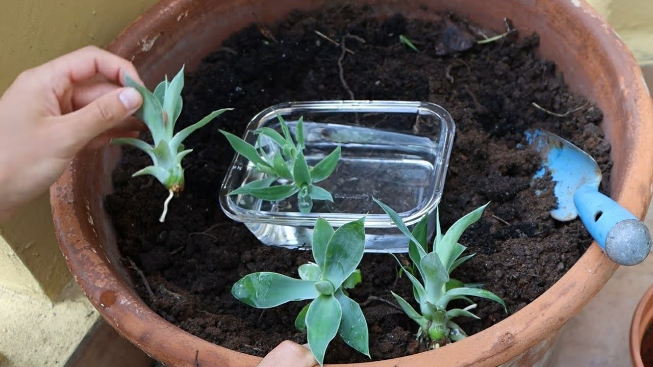 Reproducimos AGAVE ATTENUATA paso a paso (Agave del dragón, Cuello de cisne)