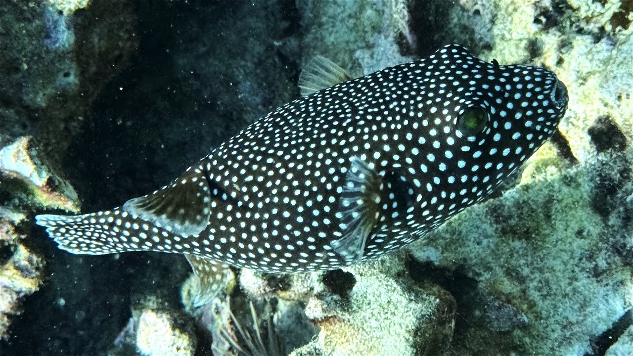 DIVEVOLK SeaTouch 4 MAX Iphone 16 Pro | Hawaii Underwater