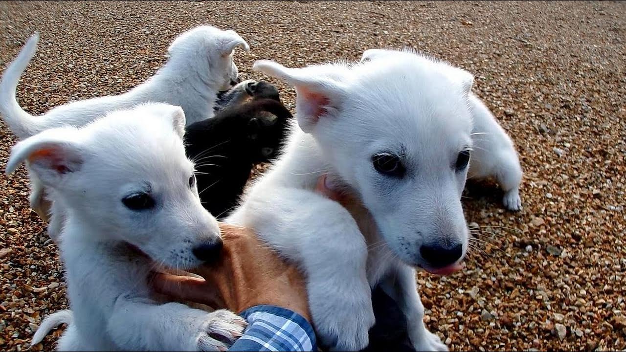 By my side: Black and White German Shepherd puppies 7-weeks-old