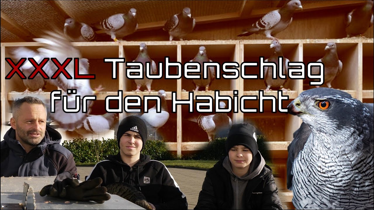 Wir bauen einen neuen Taubenschlag für den Habicht 🦅(Teil 1/5)