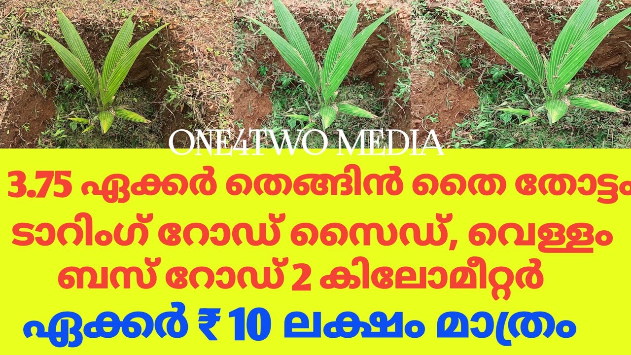 3.75 ഏക്കർ തെങ്ങിൻ തൈ തോട്ടം 500 കുരുമുളക് തൈ ഏക്കർ 10 ലക്ഷം #realestate 