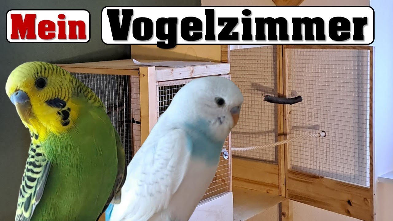 Mein VOGELZIMMER, Käfig, Spielplätze etc
