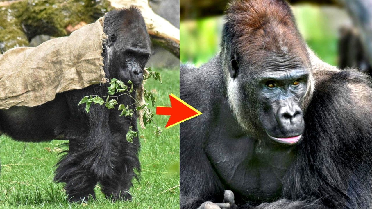 Kisumu Turns 28: Silverback, Leader, and Loving Dad!