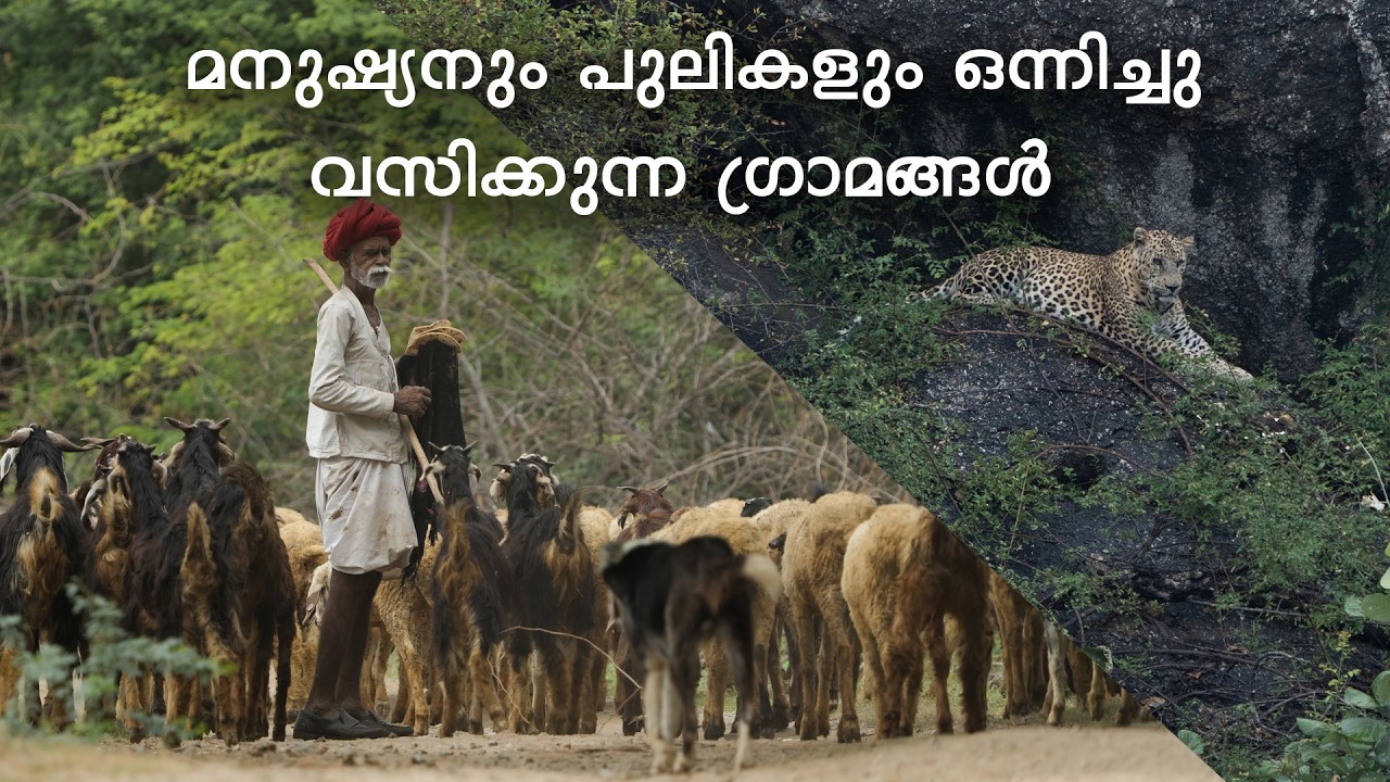 ജവായി ഇന്ത്യയുടെ 'ലെപ്പേർഡ് വില്ലേജ്' . No Human Leoperd Conflicts !!!