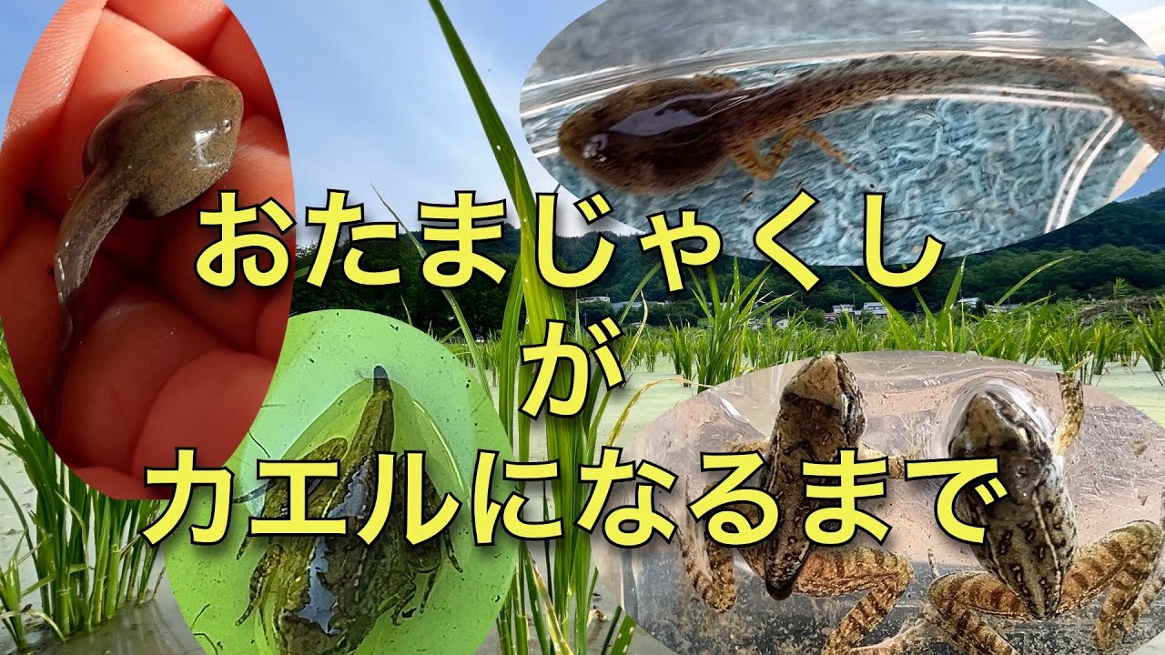 おたまじゃくしがカエルになるまで