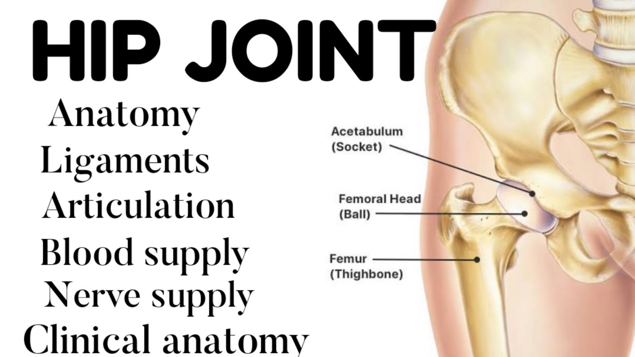 HIP JOINT EXPLAIN IN HINDI