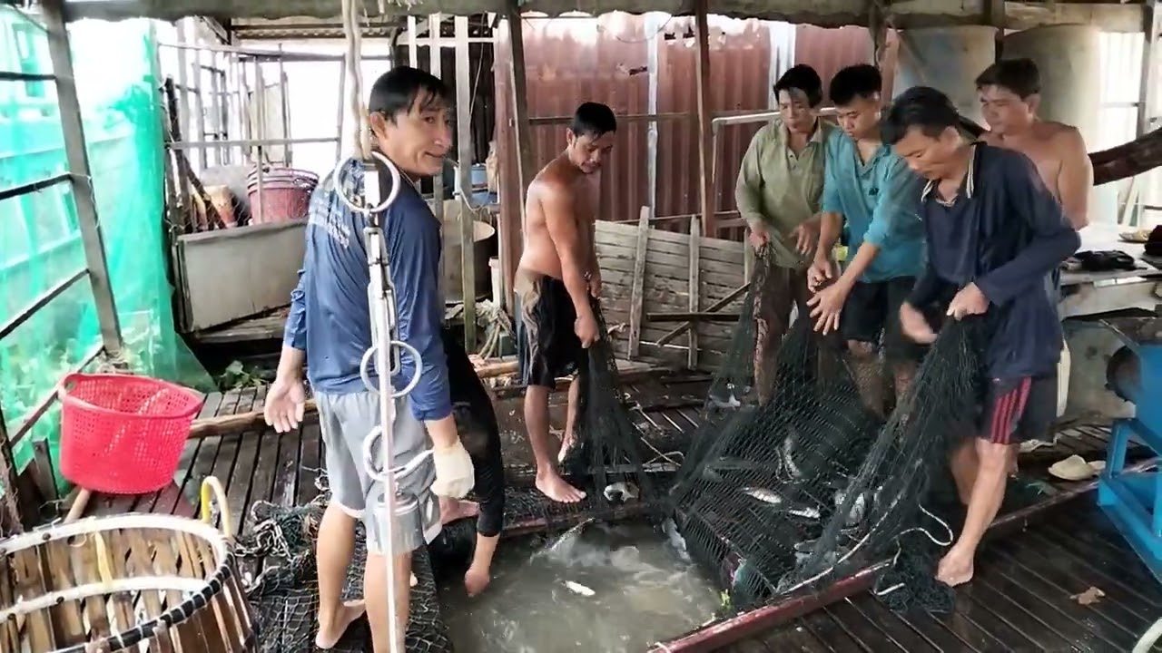 Phong cảnh bắt cá chim xuống ghe trời buổi sáng rất là đẹp 