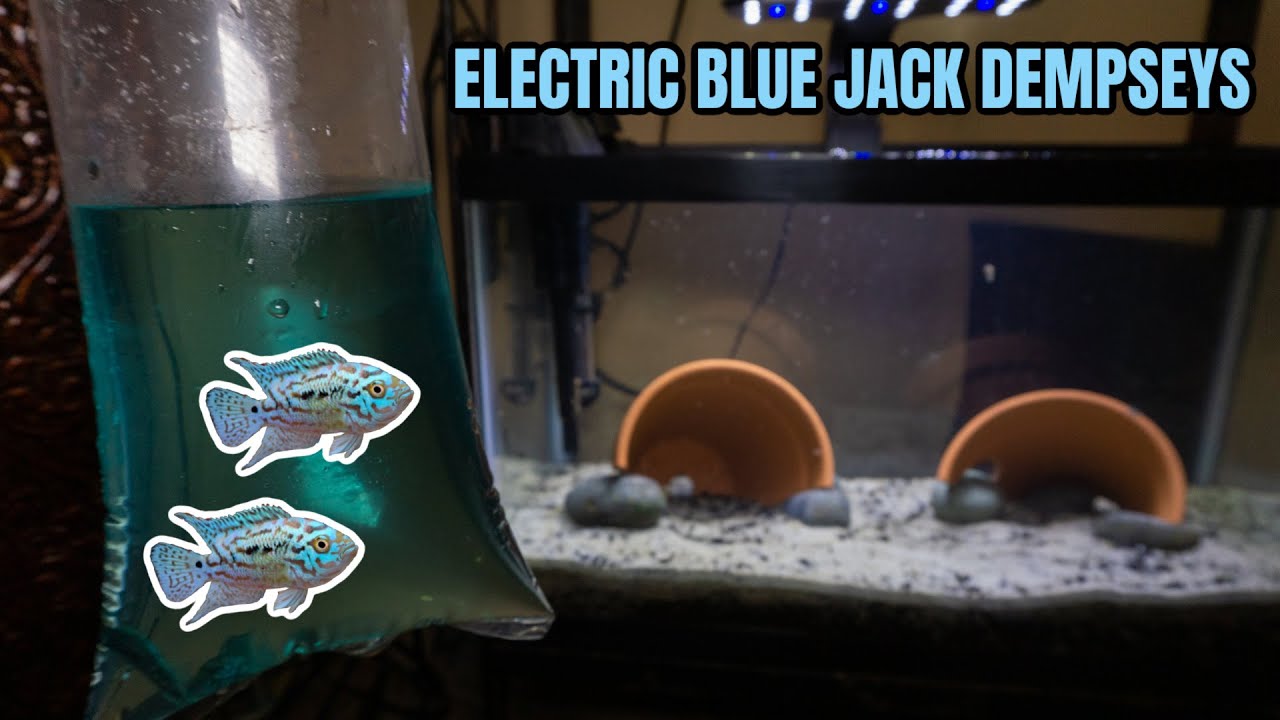 Getting TWO ELECTRIC BLUE JACK DEMPSEYS