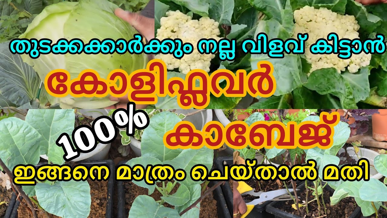 Cabbage/Cauliflower വിത്തിൽ നിന്നും എളുപ്പത്തിൽ എങ്ങനെ വീട്ടിൽ വളർത്താം| വളപ്രയോഗങ്ങൾ 