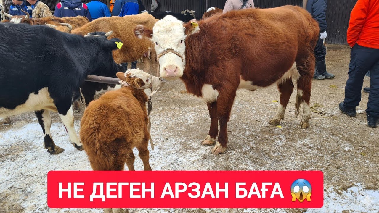 ҚЫЗЫЛОРДА МАЛ БАЗАРЫ, СИЫР, БҰҚА, БАСПАҚ, ҚАШАР, БАҒАЛАРЫ