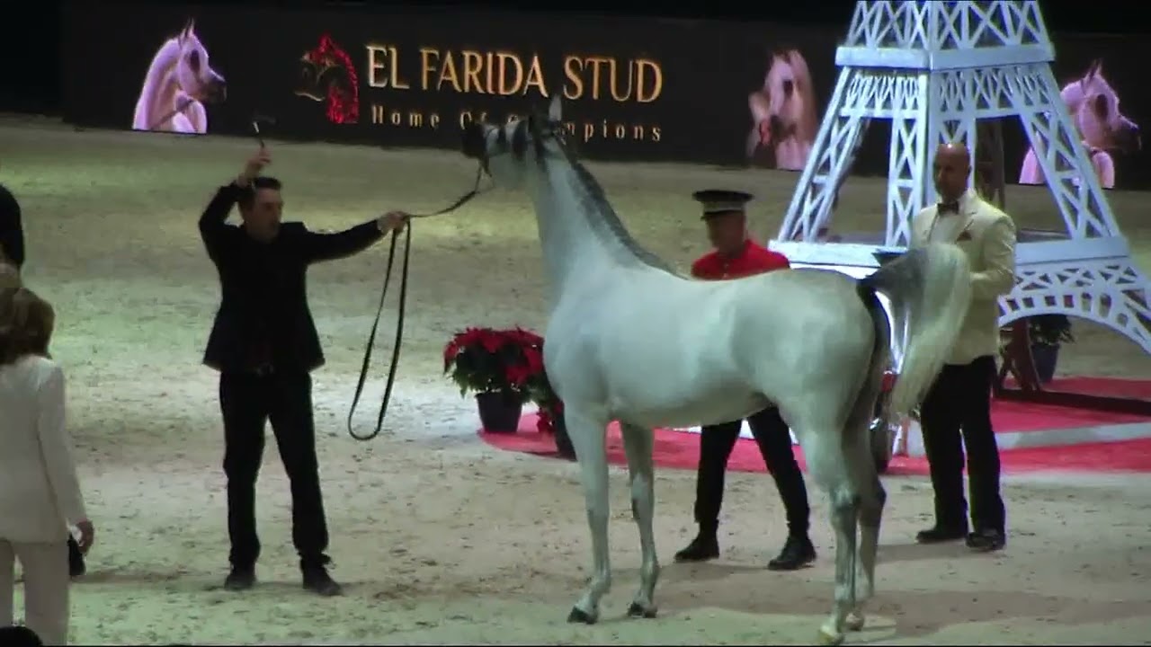 Memories of Paris - World Arabian Horse Championships 2022 - Part 10 -  Junior Male - Group B