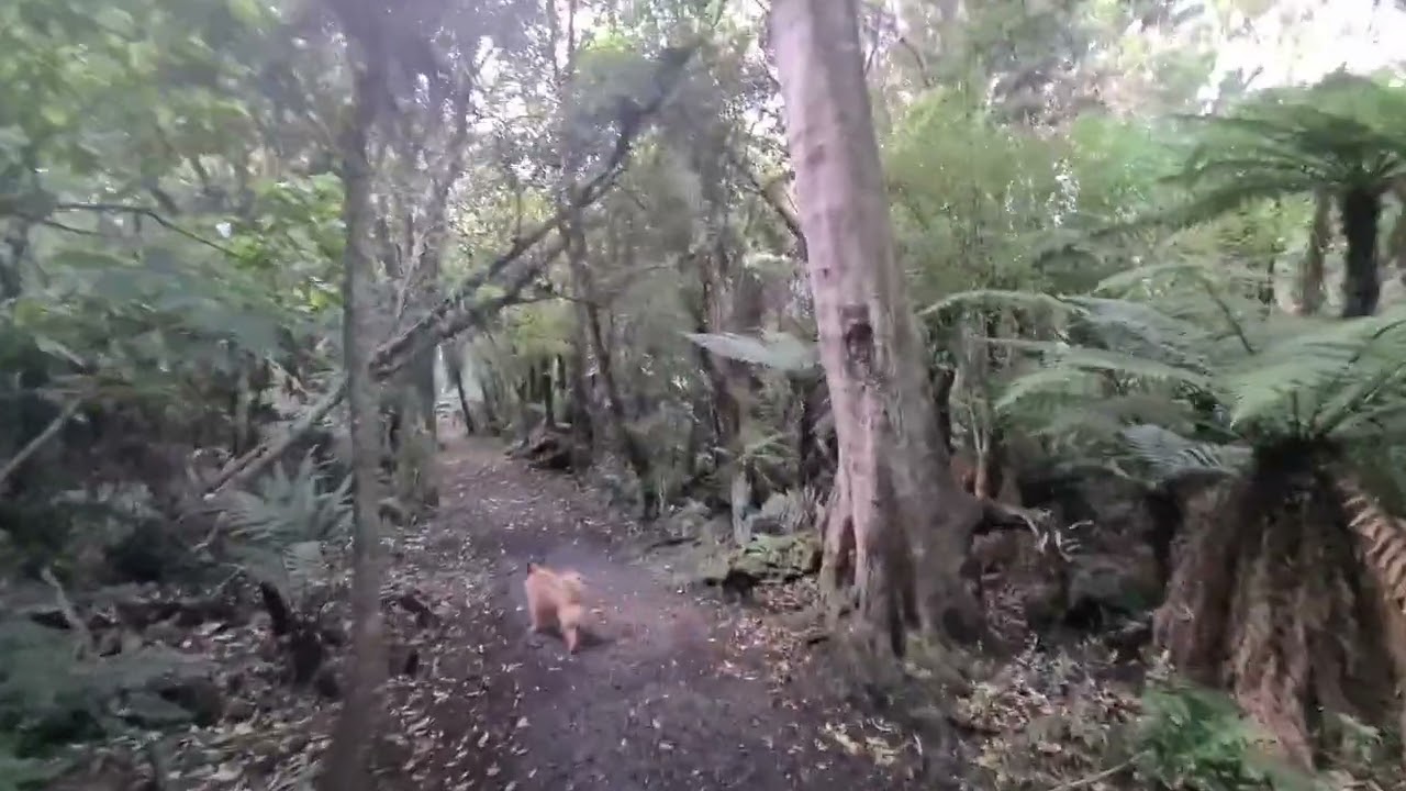 INTO THE BUSH WITH PAWFRIENDS 2