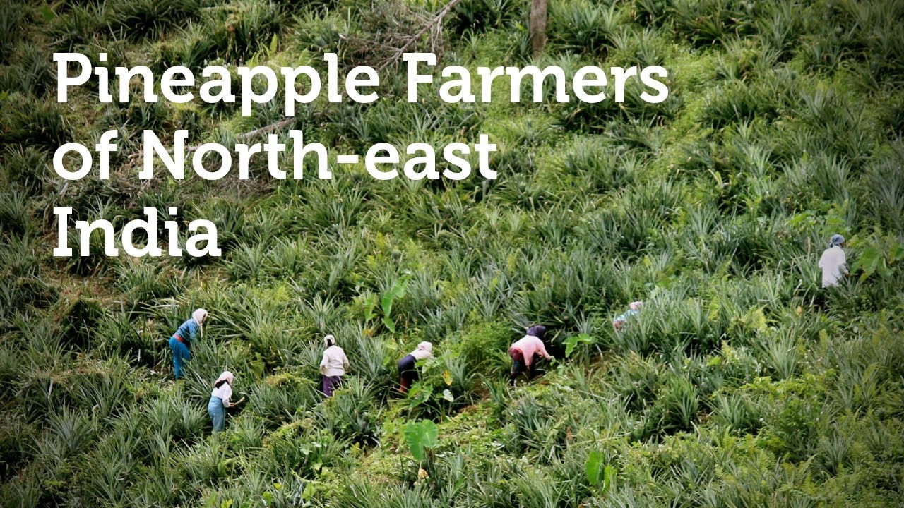 Organic Pineapple Farmers of Northeast India