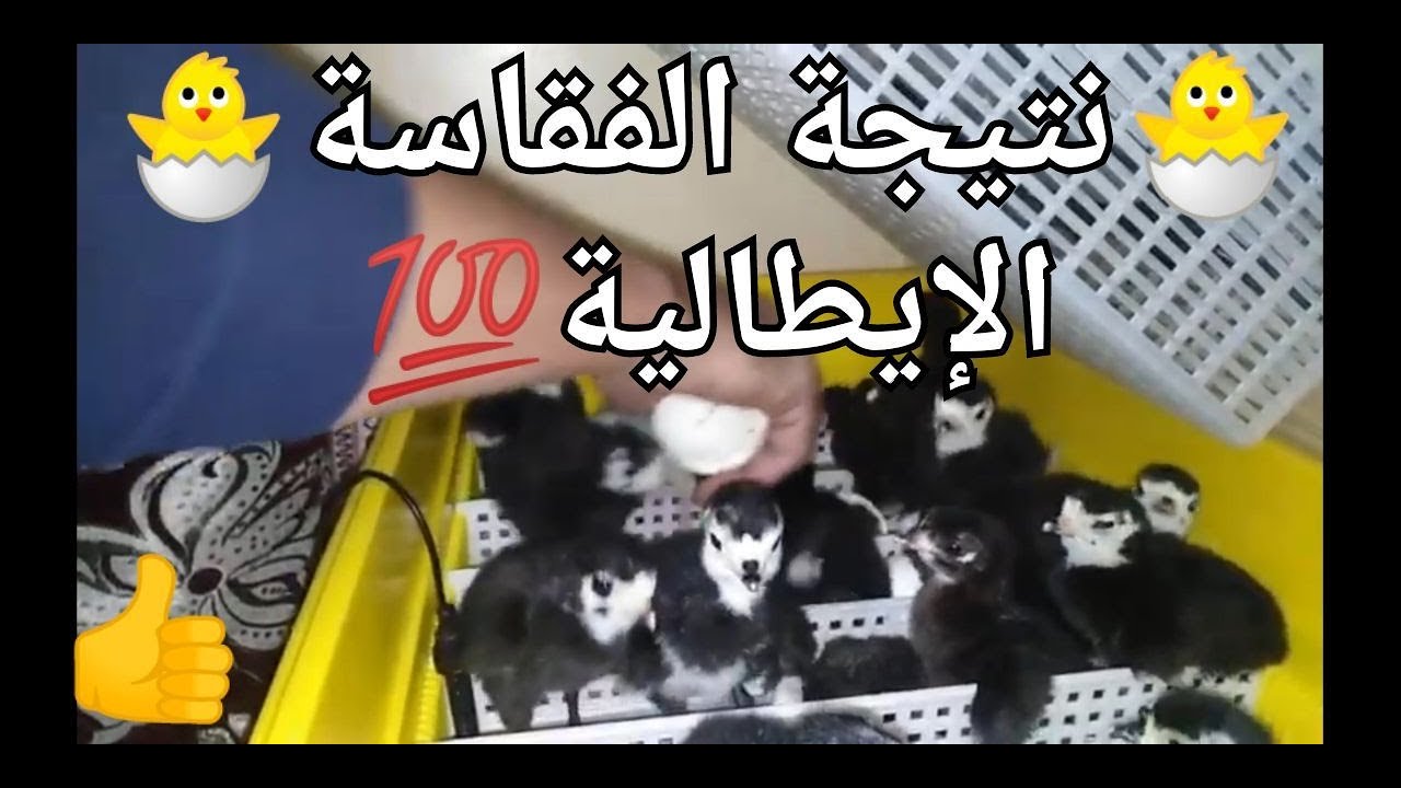نتيجة التجربة الثالثة للفقاسة covatutto الايطالية ببيضة بيبي 100%
