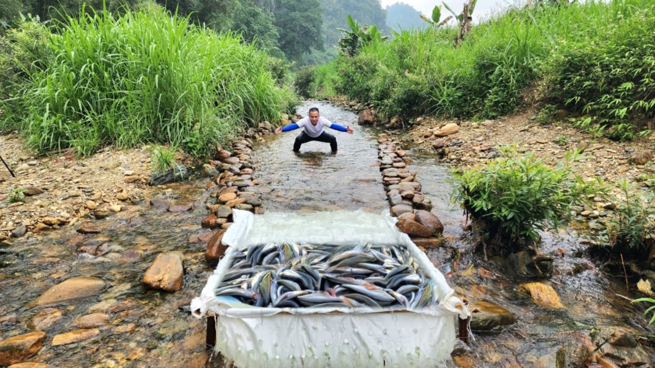 Using a white tarpaulin to make a fish trap is a very unique way of catching fish.