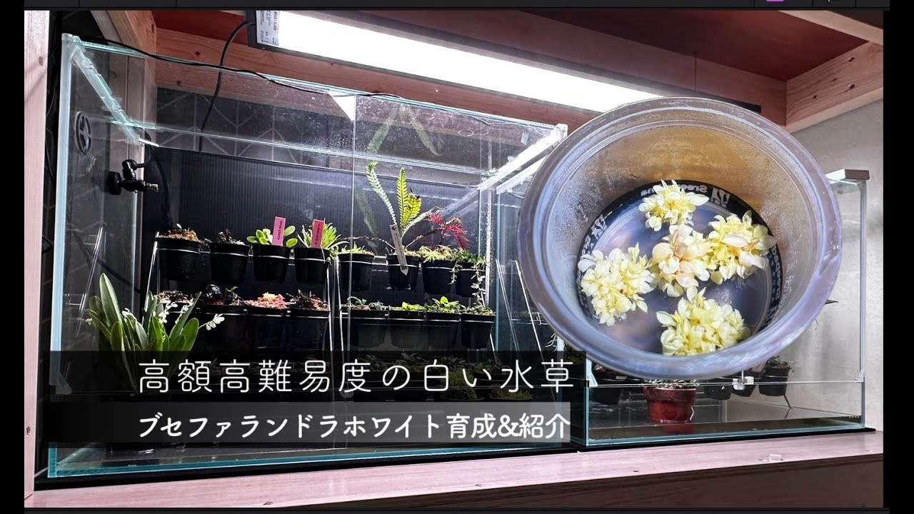 【アクアリウム】今話題の高難度水草　白いブセファランドラ育成に挑戦&紹介