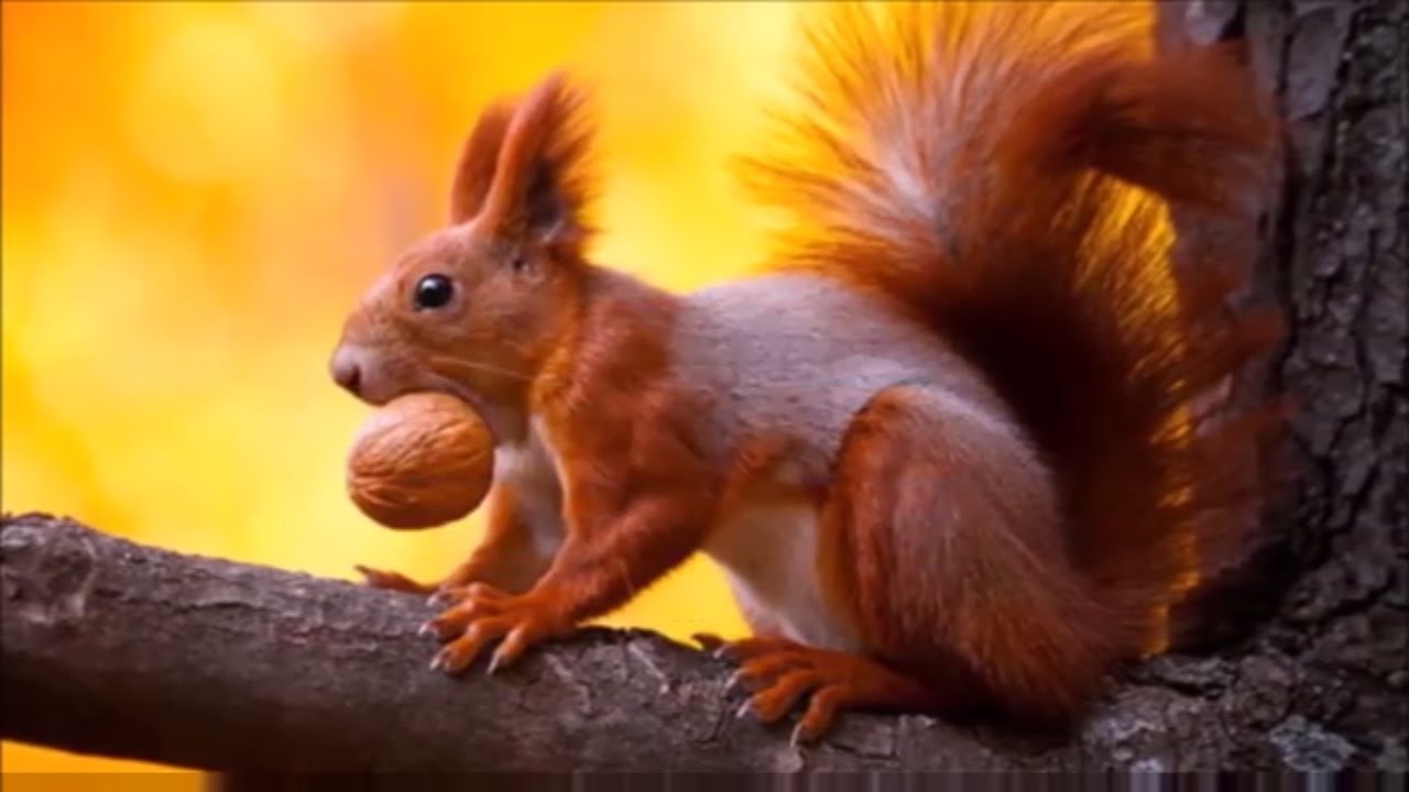 Funny Facts About Animals You Didn't Know : Things at Zoo (biology) | DISCOVER