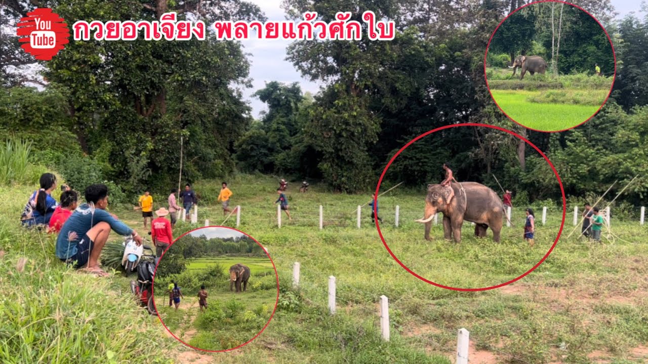 นาทีระทึก‼️ วินาที ช้าง ตื่น ตกใจกลัว❌วิ่ง 4*100 ❗️ชาวช้าง ร่วมใจ ภารกิจจะสำเร็จ หรือ ไม่ ⁉️