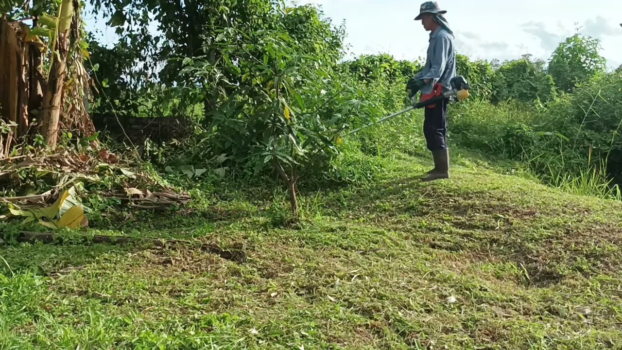 ริมรั้ว ขอบสระ หญ้าสูง