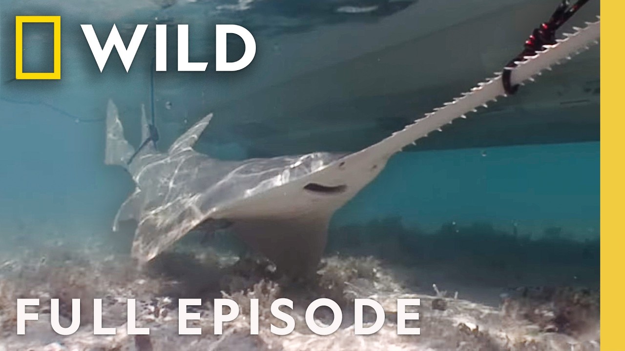 The Sawfish Giant (Full Episode) | Dangerous Encounters | Nat Geo Animals