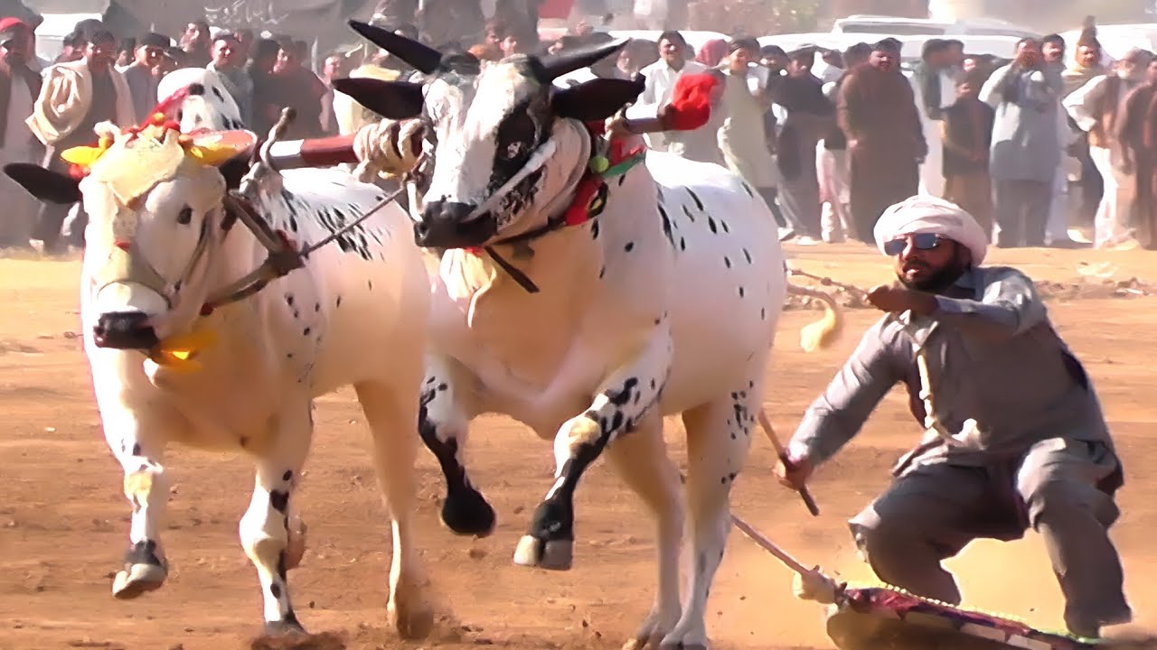 Bull Race In Pakistan Hamza Sky Video Fateh Jang 12.11.2025