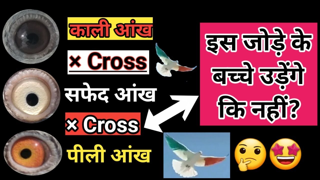 Safed Aankh - Kali Aankh - Pili Aankh Ke Kabootar ke Cross Jode Ke Bache Udenge Ki Nahi.? 🤔🤩