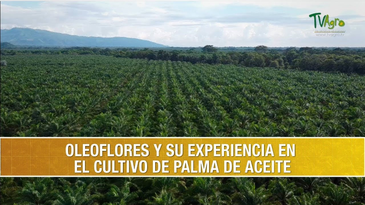 Experiencia en Produccion de Semilla Dami -Palma Africana-Oleoflores- TvAgro