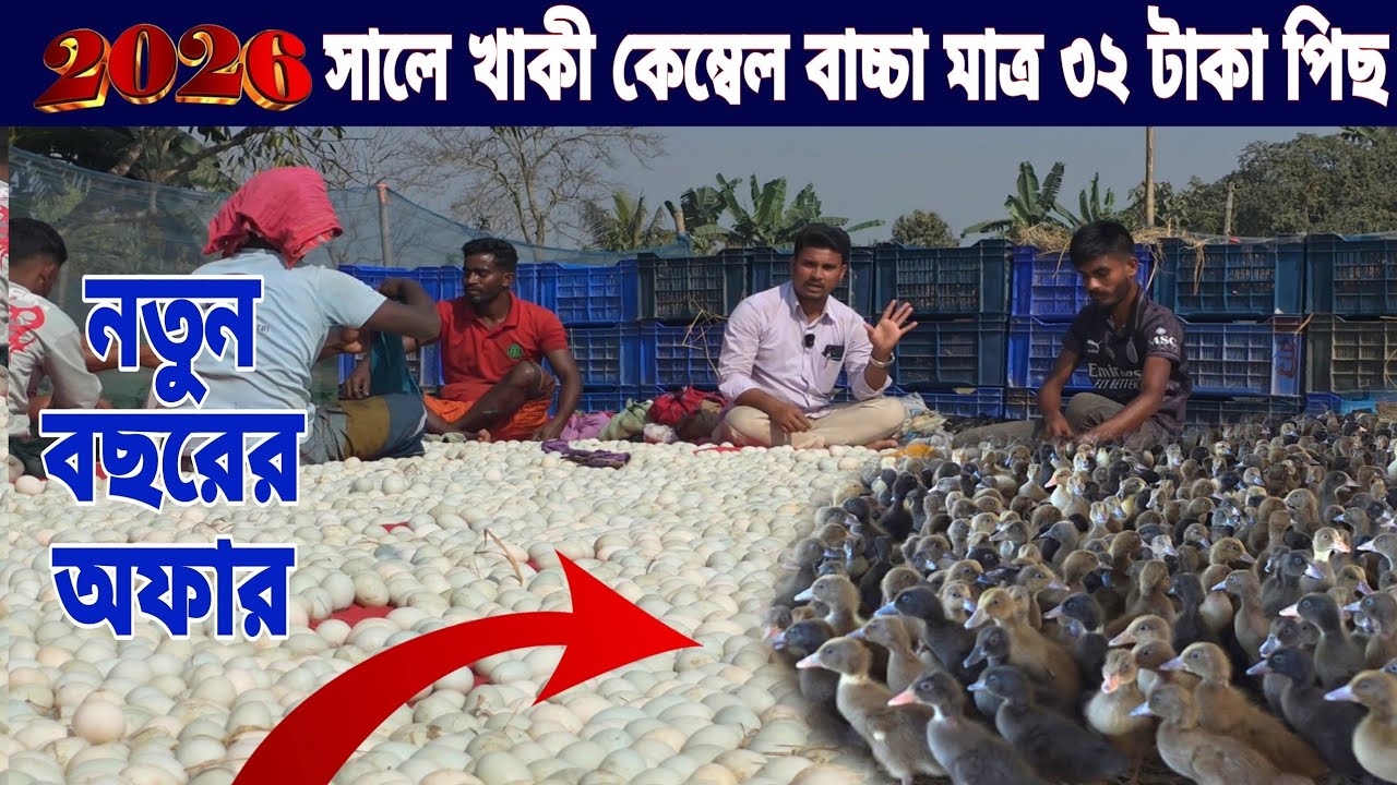 অফার মূল্যে হাঁসের বাচ্ছা বিক্রয়। বিসমিল্লাহ হাঁসের খামার এন্ড হ্যাচারি