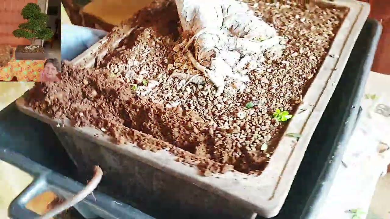 Rinvaso bonsai olmo cinese/zelkova nire