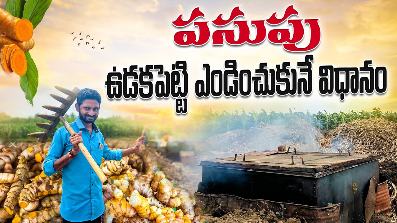 Способ варки и сушки куркумы || Способ варки и сушки куркумы |@telugufarmergopi