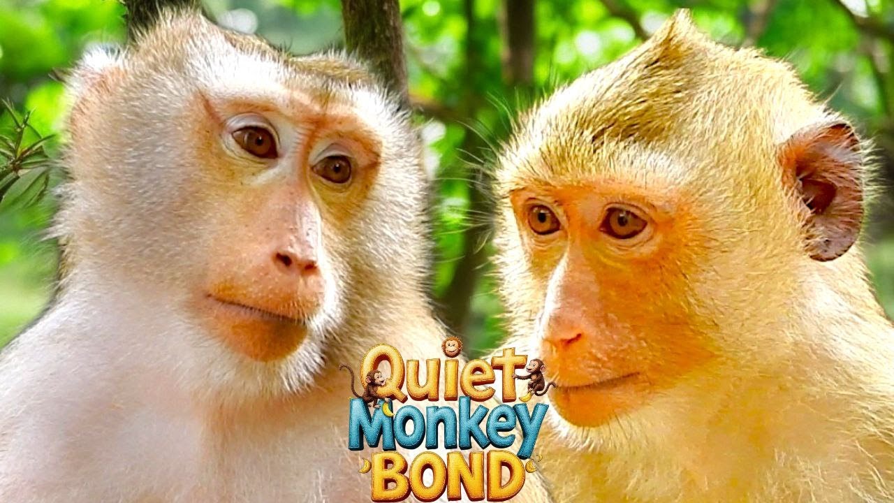 Rainbow Finds Comfort Beside Her Mother Libby | A Quiet Monkey Bond