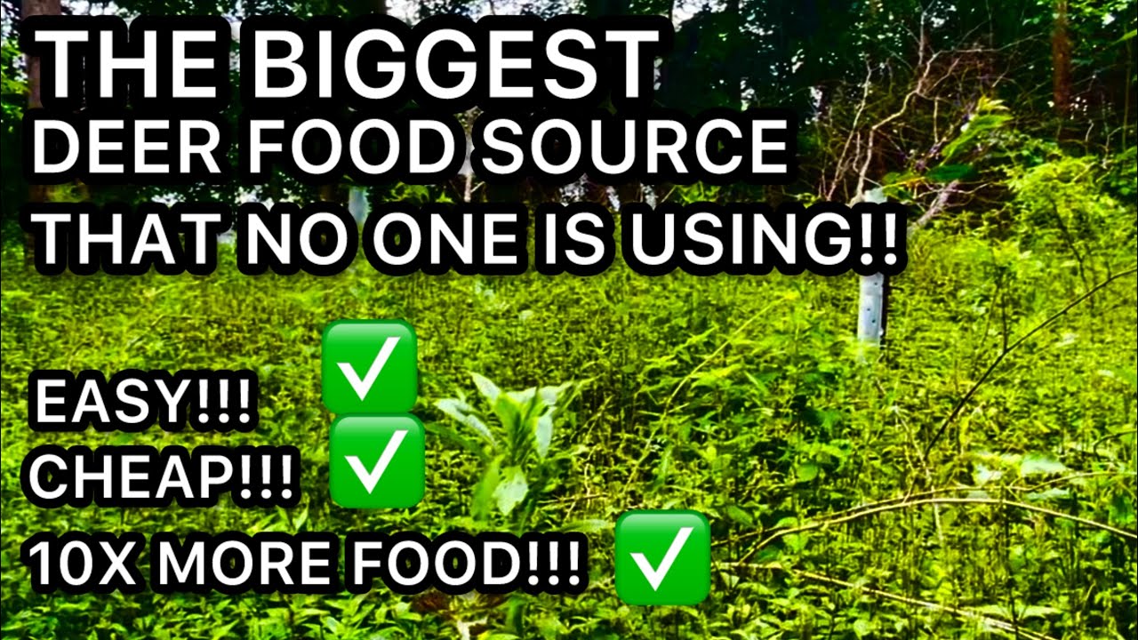 THE BIGGEST FOOD SOURCE FOR DEER WE ARENT TAKING ADVANTAGE OF   HD 1080p
