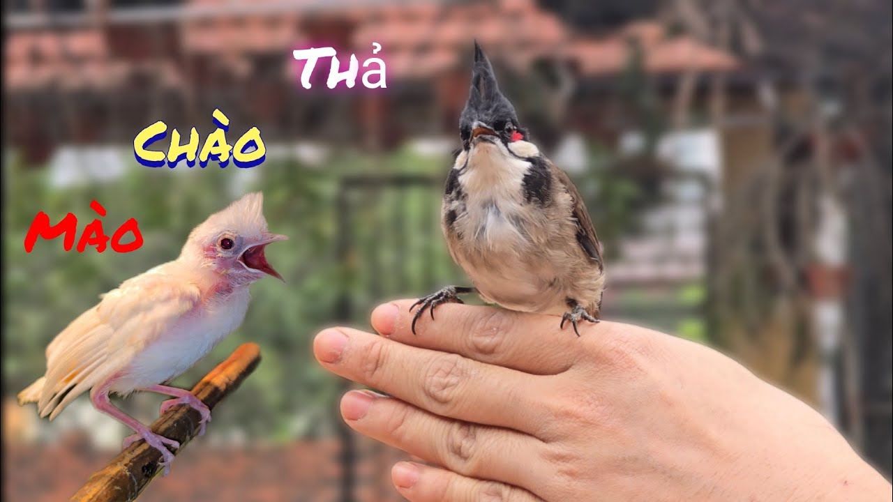 Thả Chào Mào Mái Về Với Tự Nhiên Và Đàn Gà Con giờ Đẹp Quá /Nhân Bé Nhỏ 