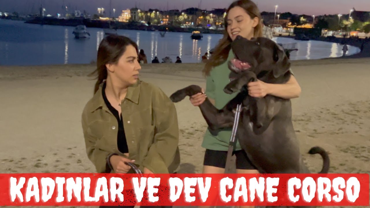 Кане корсо, защита женщин, нападение на мужчину!