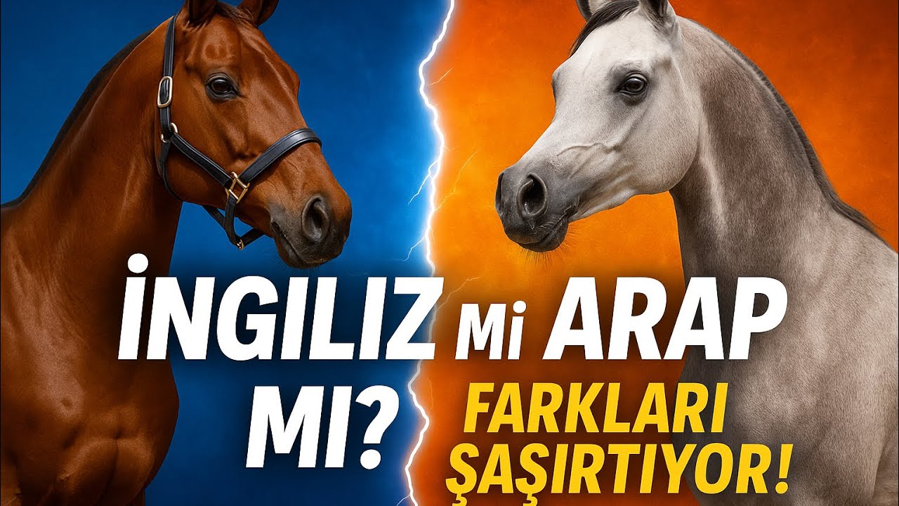 Arap mı Daha G&uuml;&ccedil;l&uuml;, İngiliz mi Daha Hızlı? Ger&ccedil;ekler Şaşırtacak!