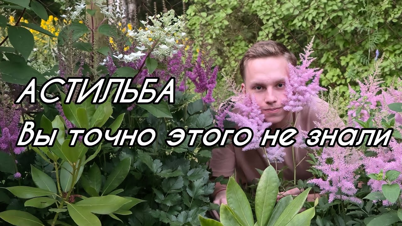 Секреты АСТИЛЬБЫ. Две ГЛАВНЫЕ особенности ухода за астильбой!