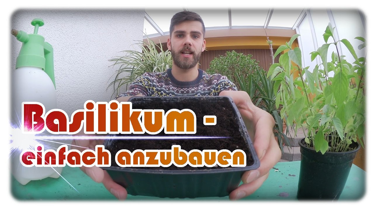(Thai) Basilikum anbauen | Basilikum säen, pikieren/vereinzeln, vermehren
