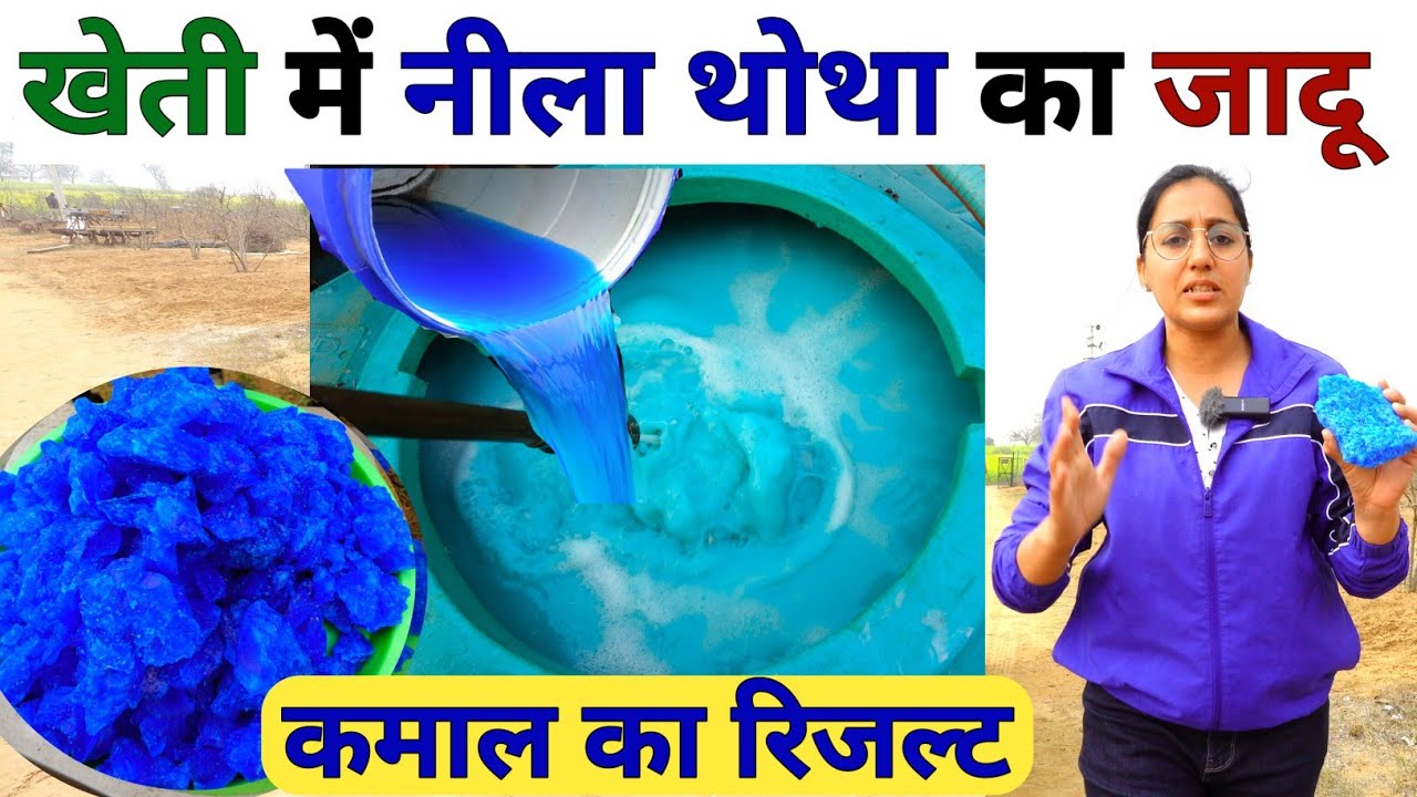 वाह 😲 नीले पत्थर से कमाल की खेती | copper sulphate uses in agriculture | Bordo mixture prepration