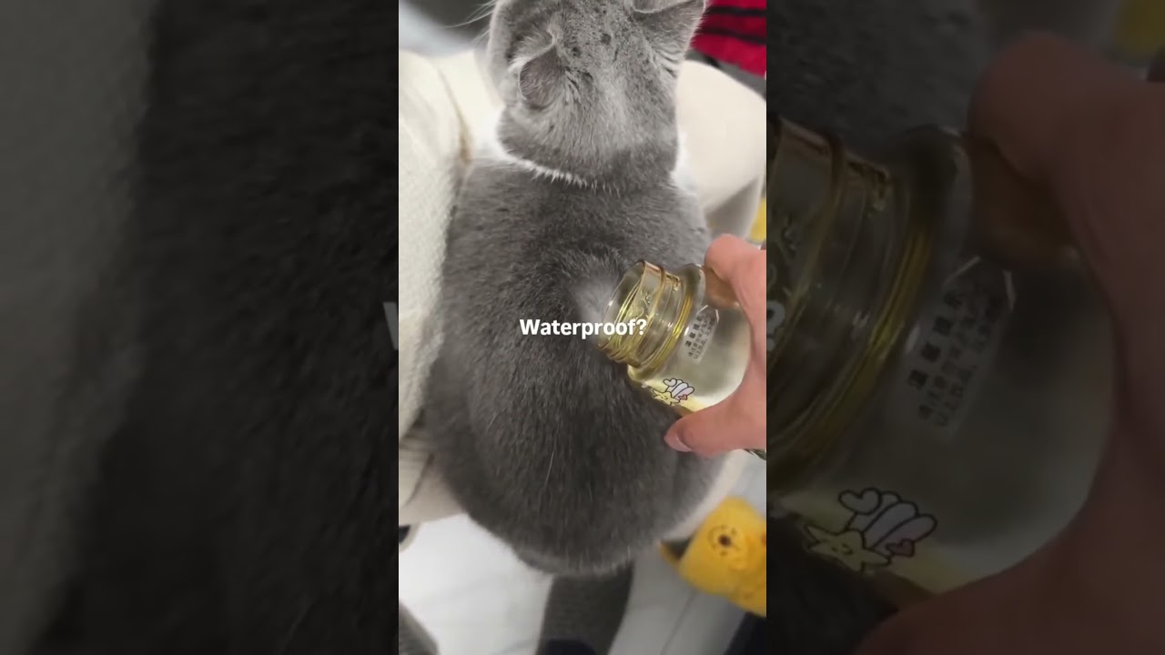 Wodoodporny kot &ndash; nowa technologia 2025? 💦🐱 #kot #zwierzęta #cat