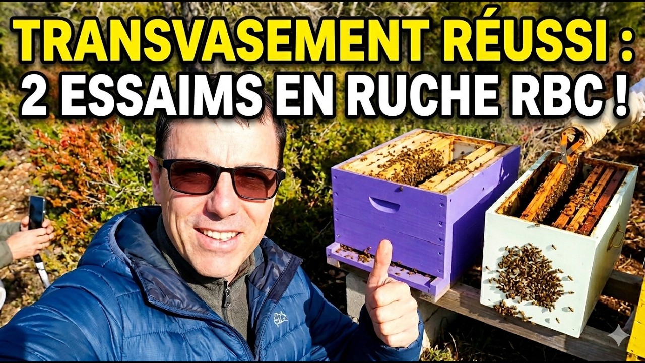 Comment j'ai installé mes 2 essaims en ruches RBC (Démonstration) #apiculture #beekeeping