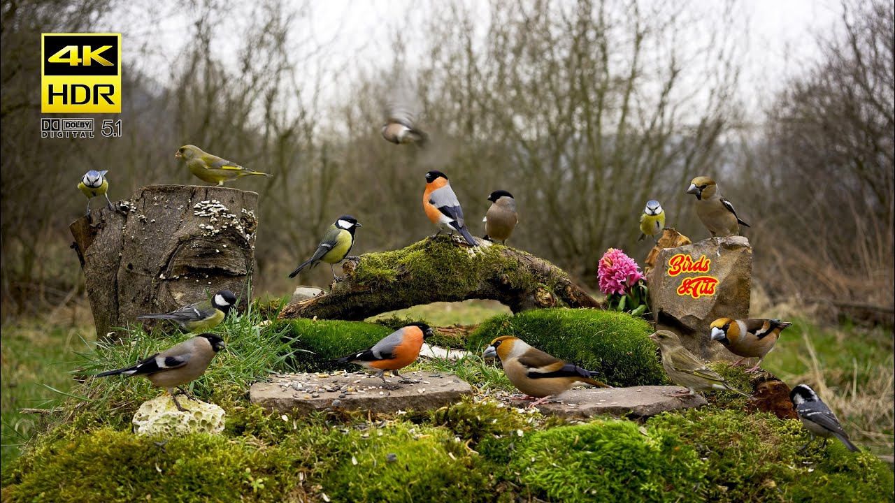 Birds for Cats to watch: Birds at natural feeder - 4K HDR - CATs tv