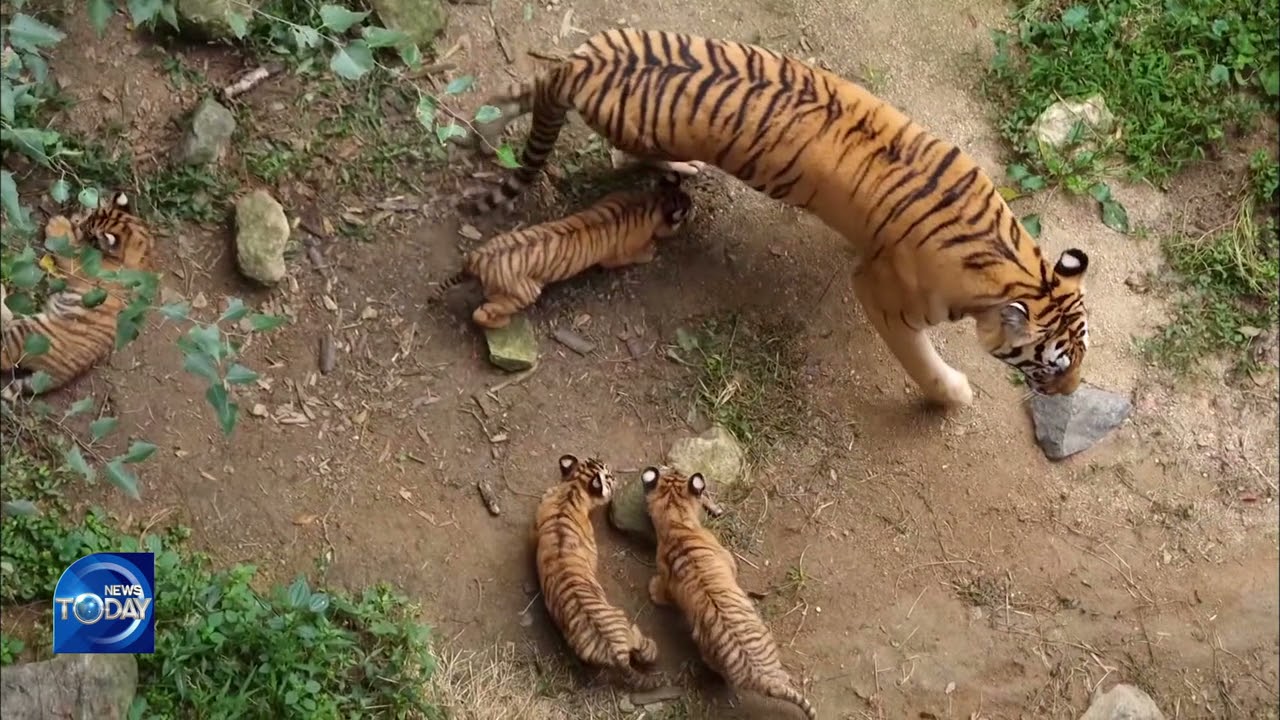 KOREAN TIGER CUBS UNVEILED TO PUBLIC (News Today) l KBS WORLD TV 211001
