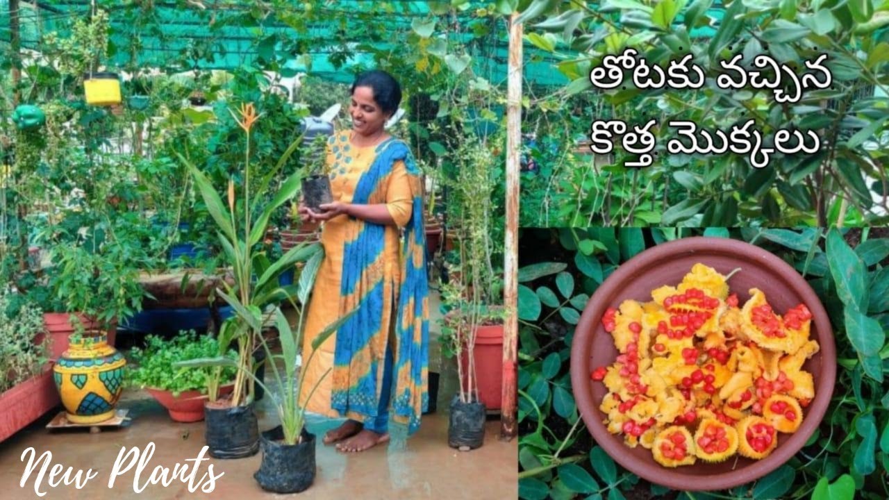 తోట లో కొన్ని కొత్త మొక్కల తో పాటు, కలువ మొక్కను ఇలా నాటుకున్నాను Transplanting water lilies 🌷🌱🌴🌾