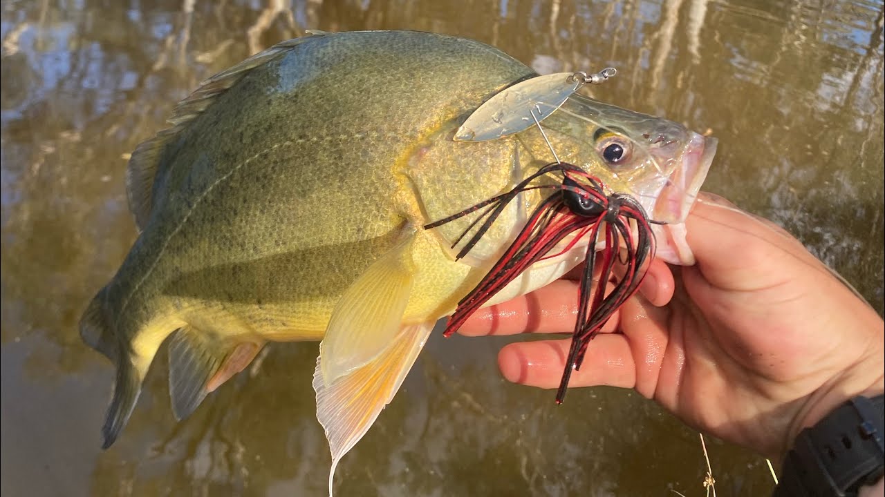 Wimmera River Yella’s! Patience pays off!
